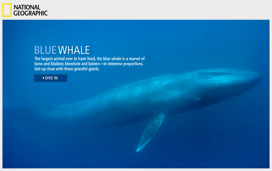 Animated Blue Whale